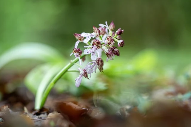Types of Flowers: A-Z Flowers with Picture 75 Orchis mascula