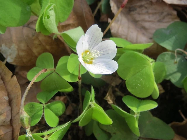 Types of Flowers: A-Z Flowers with Picture 76 Oxalis acetosella