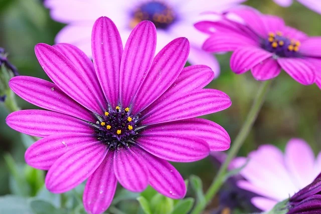 Types of Flowers: A-Z Flowers with Picture 77 Osteospermum ecklonis
