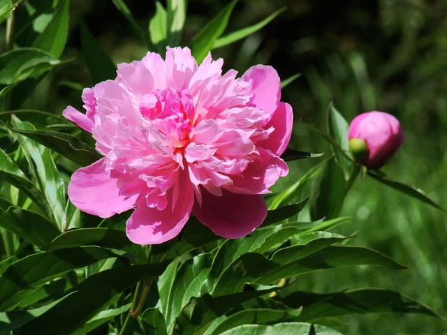 Types of Flowers: A-Z Flowers with Picture 78 Paeonia lactiflora