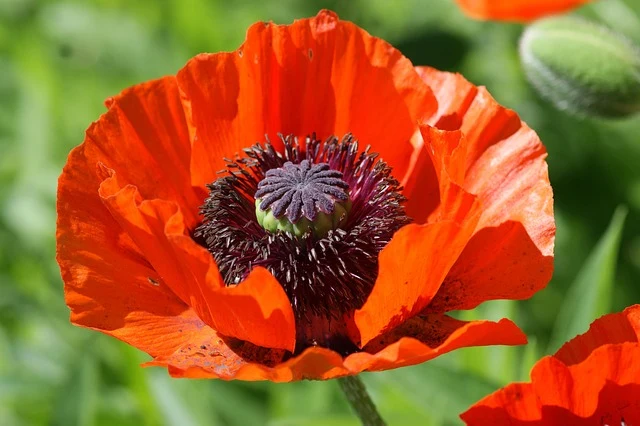 Types of Flowers: A-Z Flowers with Picture 79 Papaver rhoeas