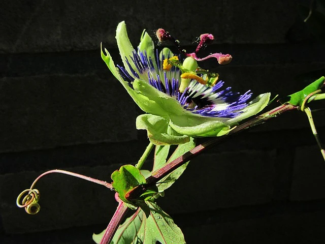 Types of Flowers: A-Z Flowers with Picture 80 Passiflora caerulea
