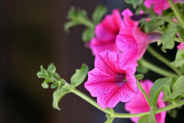 Types of Flowers: A-Z Flowers with Picture 81 Petunia hybrida