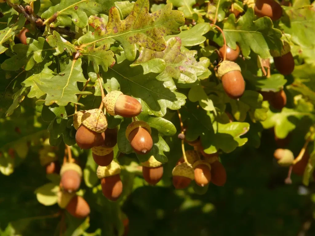 Quercus robur