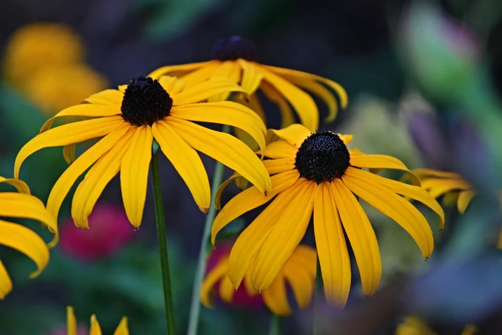 Rudbeckia laciniata
