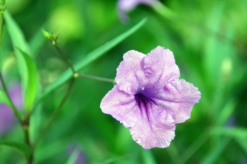 Ruellia simplex