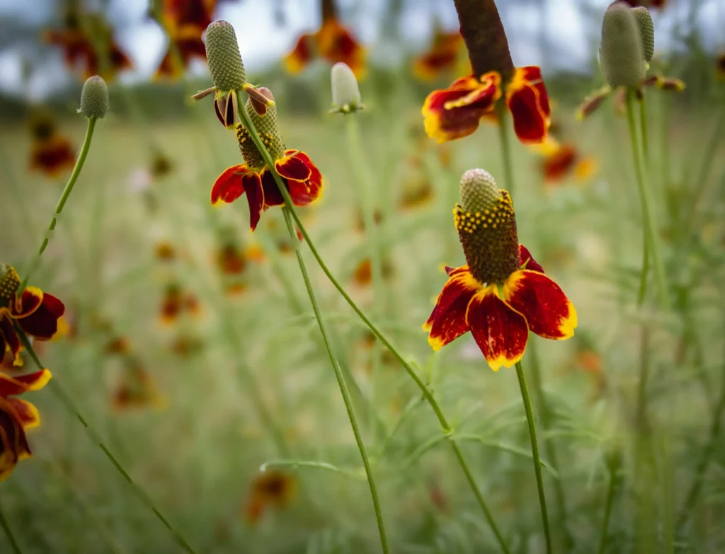 Ratibida columnifera