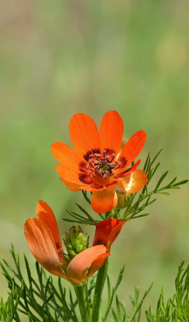 Roemeria refracta