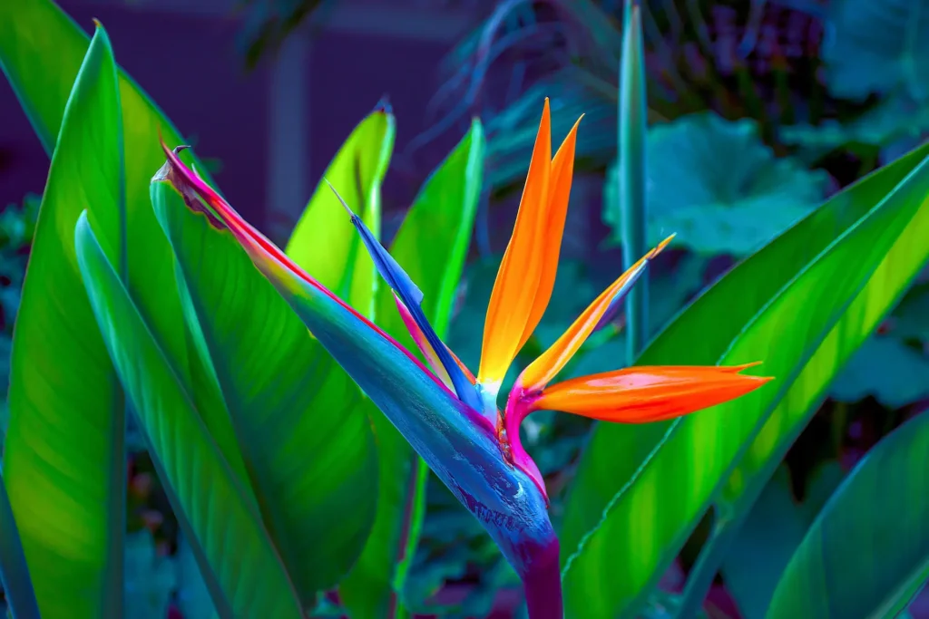 Strelitzia reginae