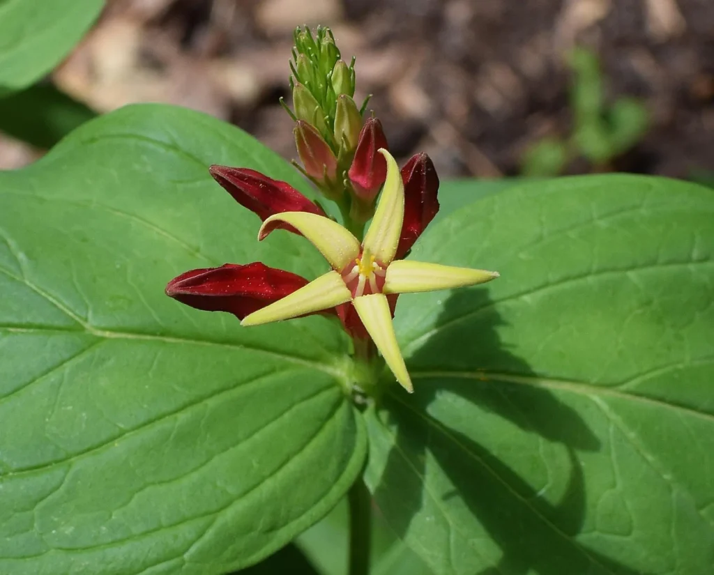 Spigelia marilandica