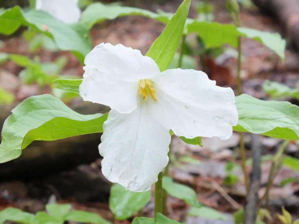 Trillium grandiflorum