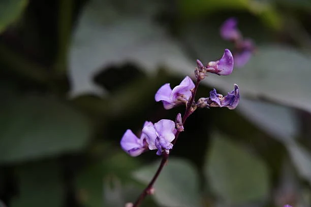 Thalia dealbata