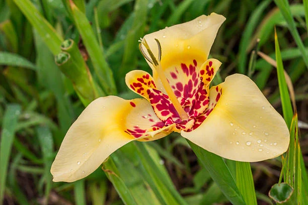 Tigridia pavonia