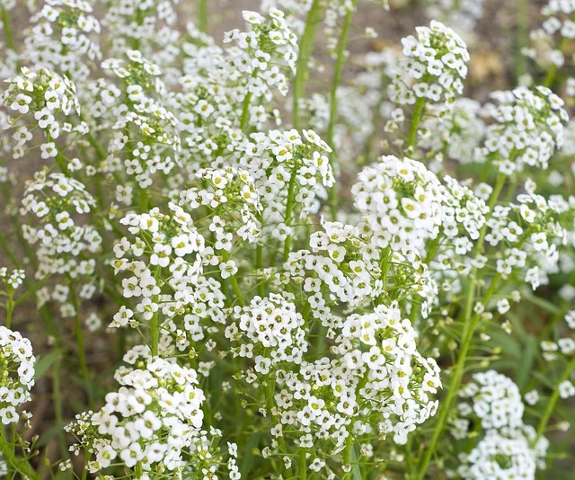 Types of Flowers: A-Z Flowers with Picture 22 Baby’s Breath