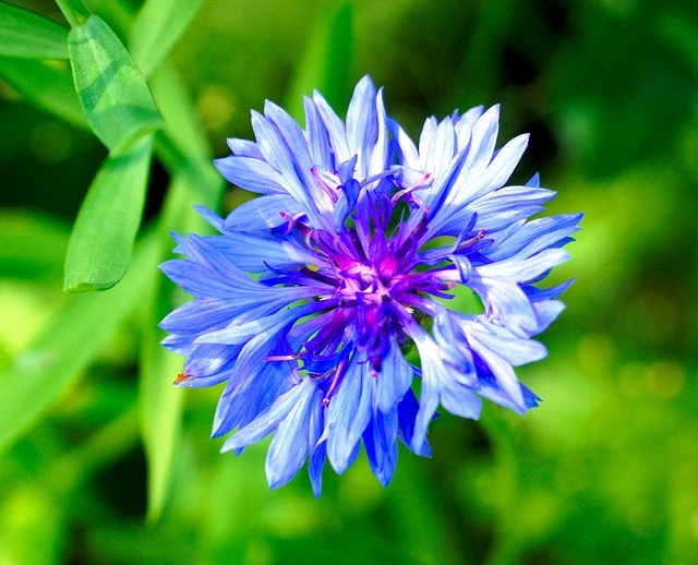 Types of Flowers: A-Z Flowers with Picture 23 Bachelor’s Button