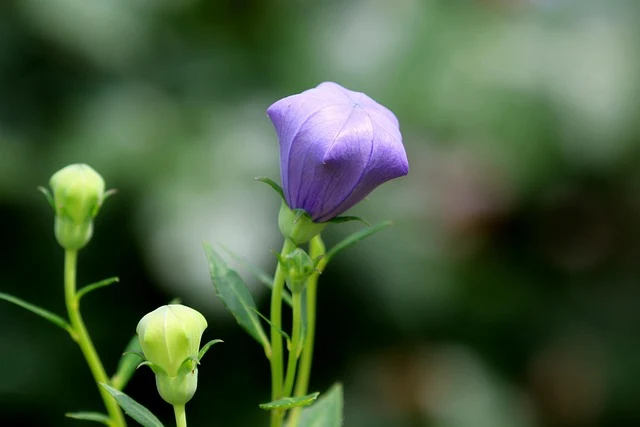 Types of Flowers: A-Z Flowers with Picture 24 Balloon Flower