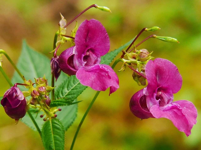 Types of Flowers: A-Z Flowers with Picture 25 Balsam
