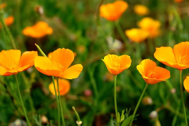 Types of Flowers: A-Z Flowers with Picture 26 California Poppy