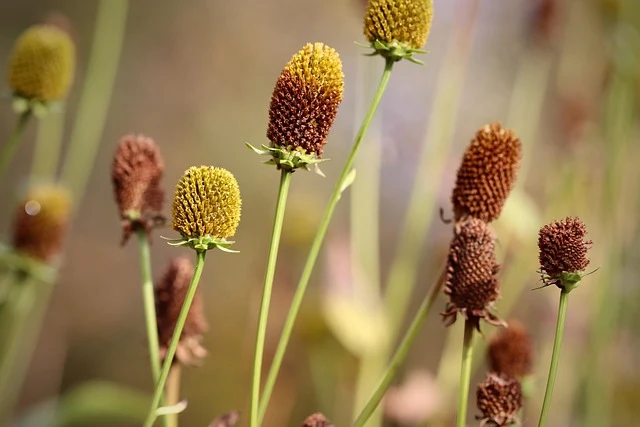 Types of Flowers: A-Z Flowers with Picture 27 Coneflower
