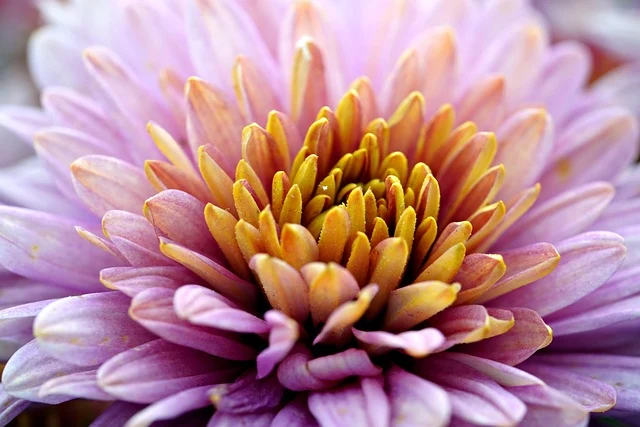 Types of Flowers: A-Z Flowers with Picture 28 Chrysanthemum