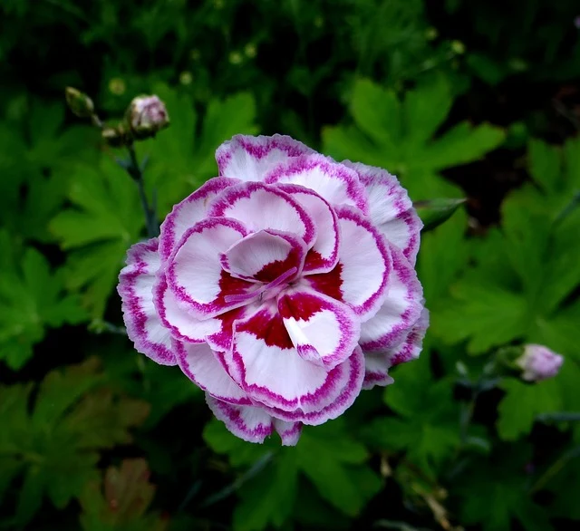 Types of Flowers: A-Z Flowers with Picture 29 Carnation