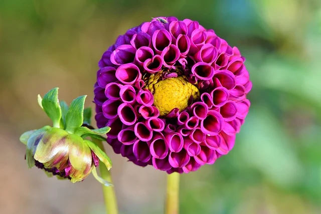 Types of Flowers: A-Z Flowers with Picture 30 Dahlia