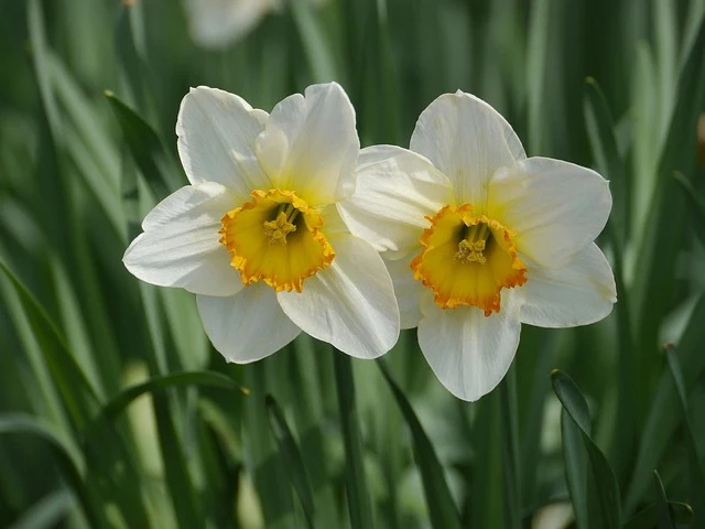 Types of Flowers: A-Z Flowers with Picture 31 Daffodil