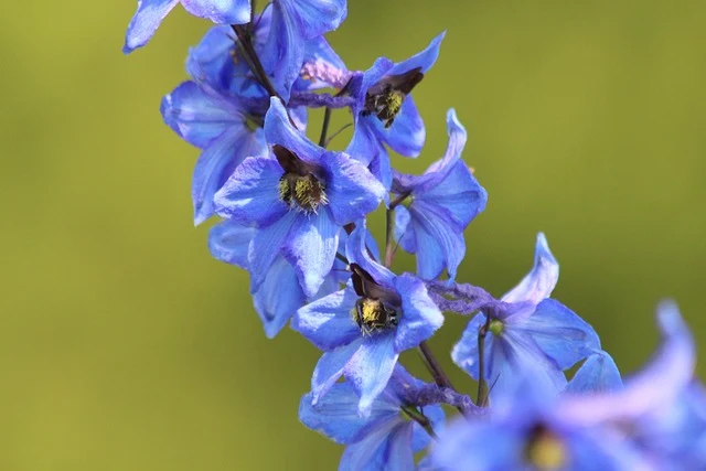 Types of Flowers: A-Z Flowers with Picture 32 Delphinium