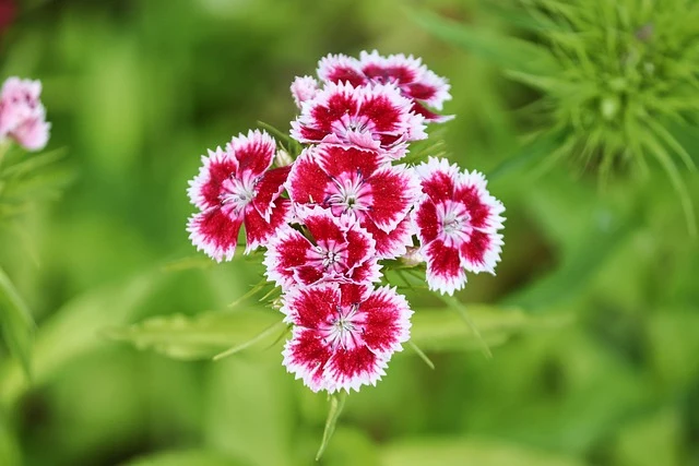 Types of Flowers: A-Z Flowers with Picture 33 Dianthus
