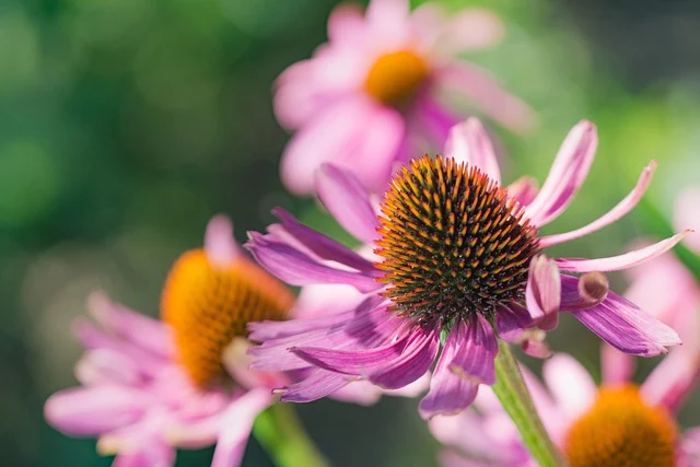 Types of Flowers: A-Z Flowers with Picture 34 Echinacea purpurea
