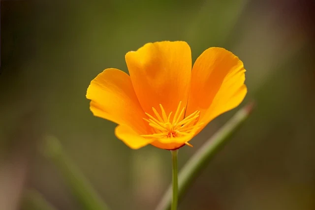 Types of Flowers: A-Z Flowers with Picture 35 Eschscholzia californica