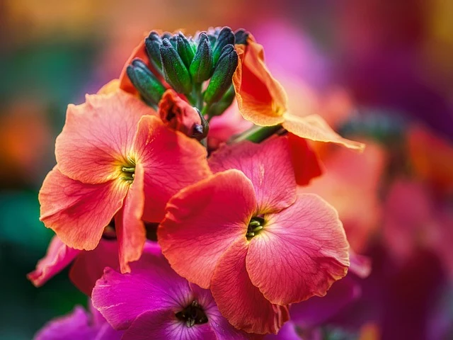 Types of Flowers: A-Z Flowers with Picture 36 Erysimum cheiri
