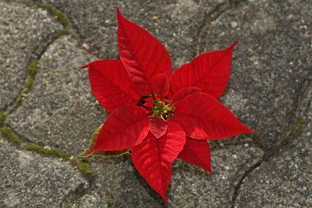 Types of Flowers: A-Z Flowers with Picture 37 Euphorbia pulcherrima