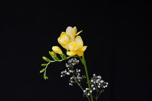 Types of Flowers: A-Z Flowers with Picture 38 Freesia refracta
