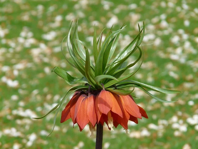 Types of Flowers: A-Z Flowers with Picture 39 Fritillaria imperialis
