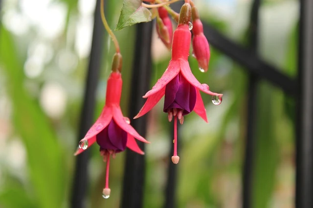 Types of Flowers: A-Z Flowers with Picture 40 Fuchsia magellanica