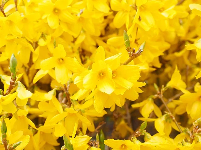 Types of Flowers: A-Z Flowers with Picture 41 Forsythia x intermedia