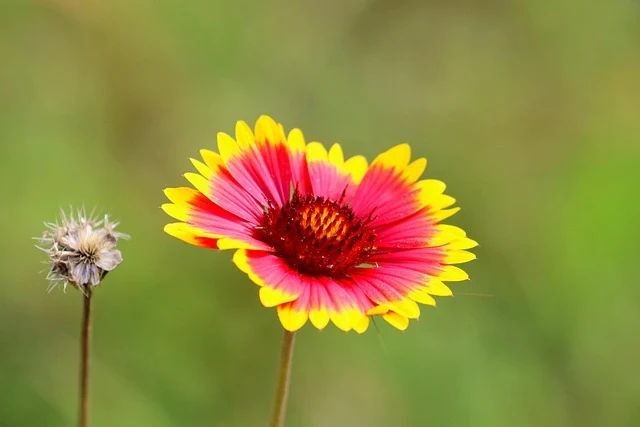Types of Flowers: A-Z Flowers with Picture 42 Gaillardia pulchella