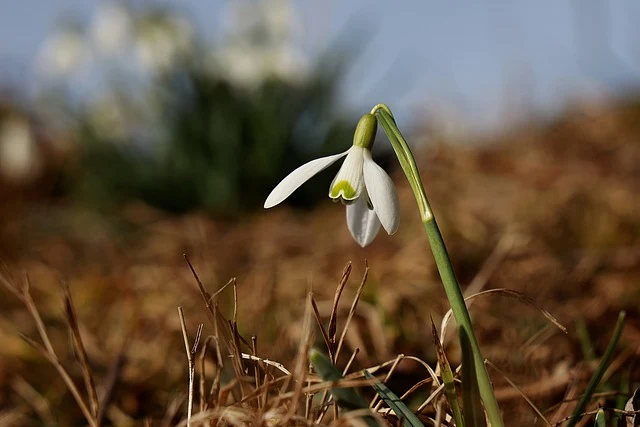 Types of Flowers: A-Z Flowers with Picture 43 Galanthus nivalis