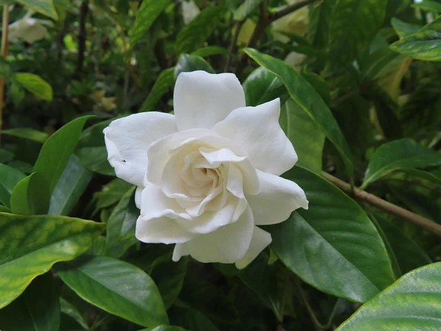 Types of Flowers: A-Z Flowers with Picture 44 Gardenia jasminoides