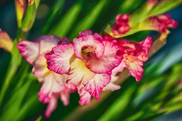 Types of Flowers: A-Z Flowers with Picture 45 Gladiolus communis