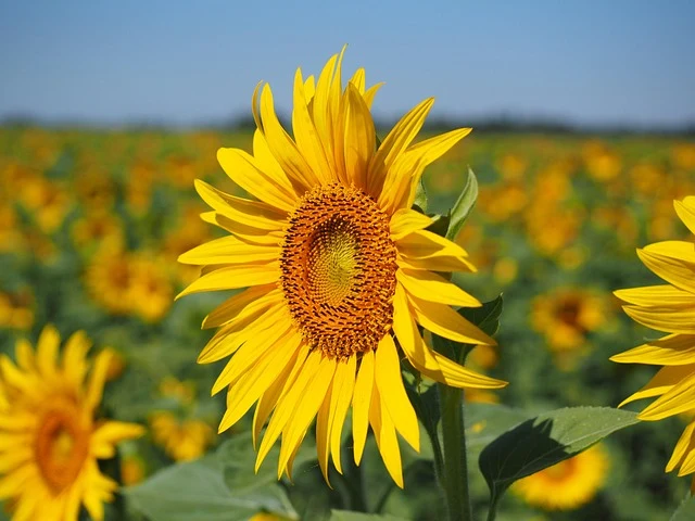 Types of Flowers: A-Z Flowers with Picture 46 Helianthus annuus