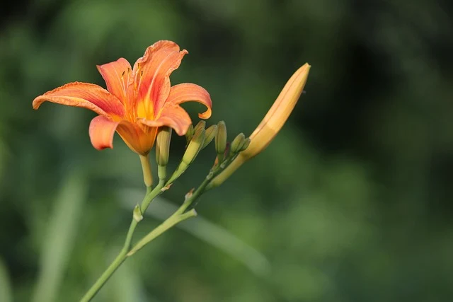 Types of Flowers: A-Z Flowers with Picture 47 Hemerocallis fulva