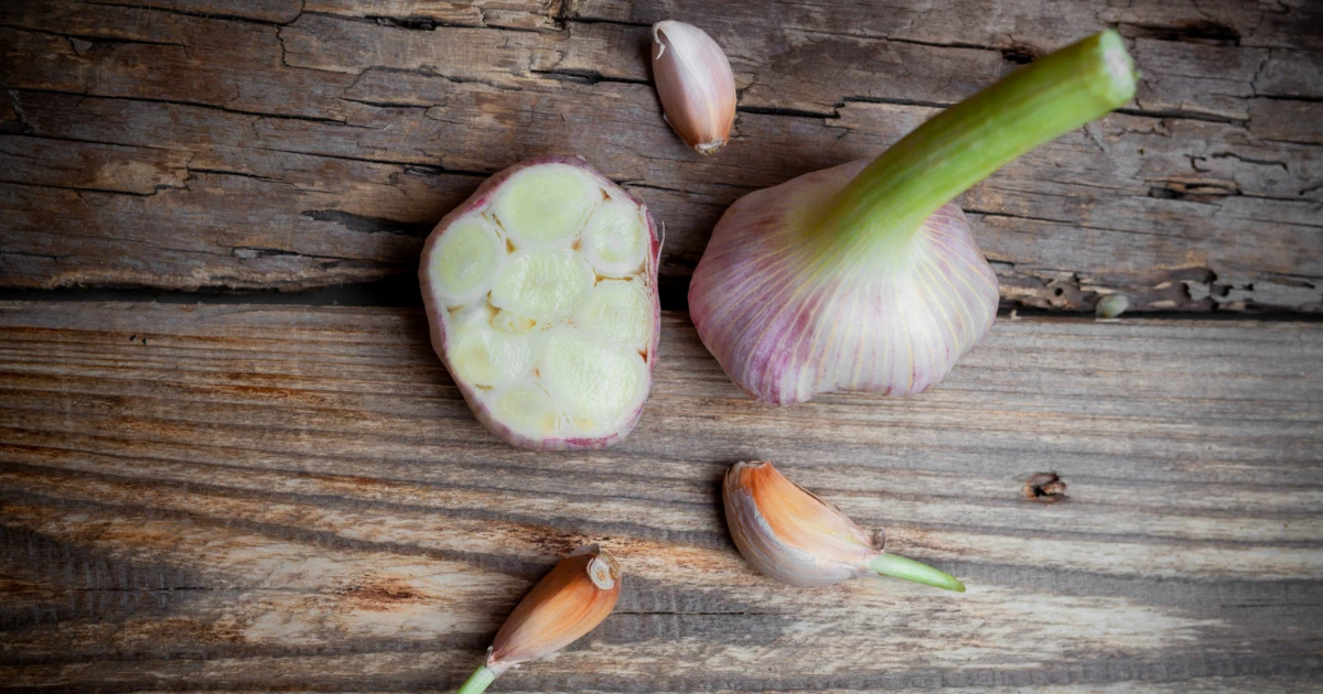 Garlic Bulbs