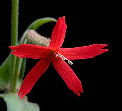 Silene regia
