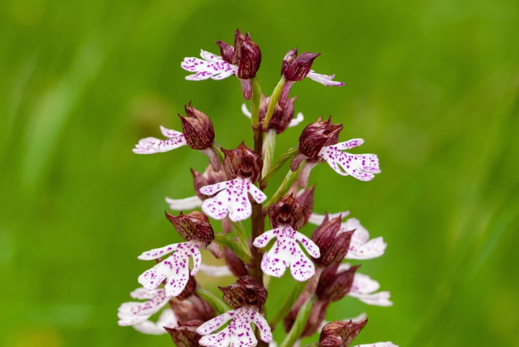 Tipularia discolor