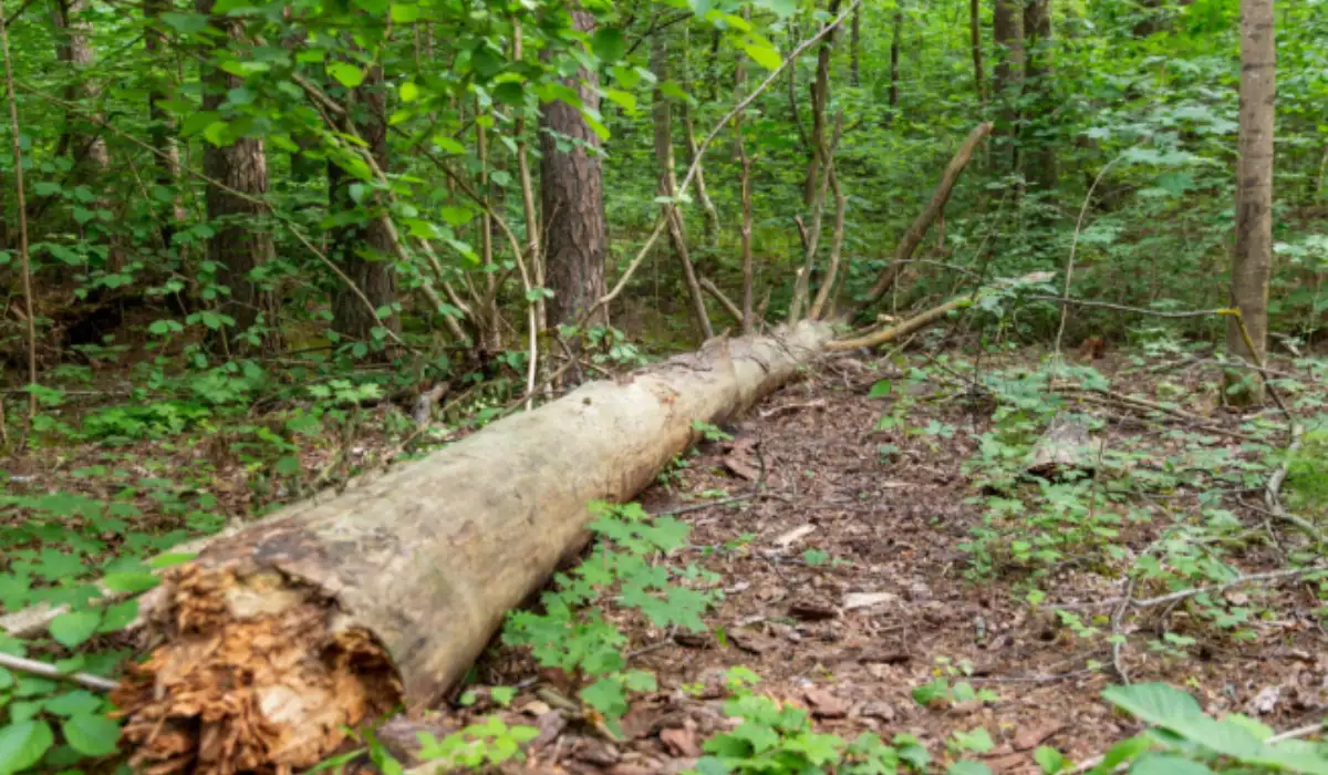 Professional Tree Assessments