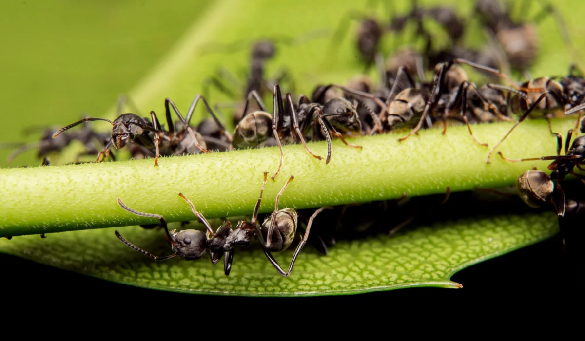 Home 3 Year-Round Ant Defense