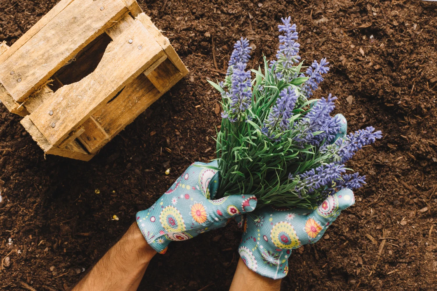 How to Grow Lavender Plants