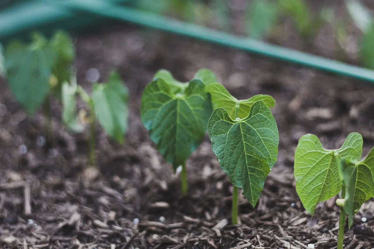 How to Grow Bush Beans
